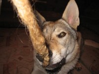 /album/kdyz-semisek-zlobi-/img-6101-small-jpg/